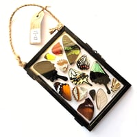 Image 1 of Butterfly & Moth Wing Hanging Medium 