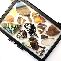 Image 2 of Butterfly & Moth Wing Hanging Medium 