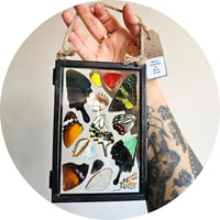 Image 3 of Butterfly & Moth Wing Hanging Medium 