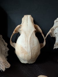 Image 2 of Large raccoon skull 