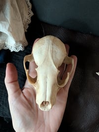 Image 3 of Large raccoon skull 