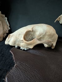 Image 4 of Large raccoon skull 