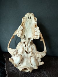 Image 5 of Large raccoon skull 