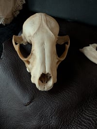 Image 1 of Large raccoon skull 