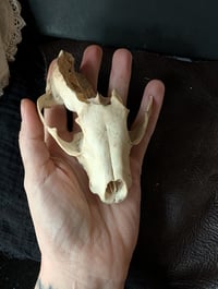 Image 2 of Broken raccoon skull 