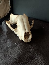 Image 1 of Broken raccoon skull 