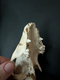 Image 3 of Broken raccoon skull 