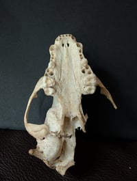 Image 4 of Broken raccoon skull 