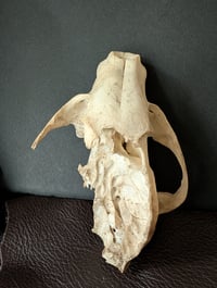 Image 5 of Broken raccoon skull 