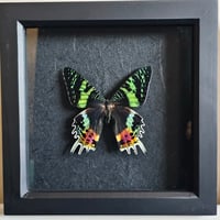 Framed - Madagascan Sunset Moth