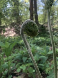 Image 2 of Freyr Perfume (Fern, Tarragon, Galbanum, Styrax)