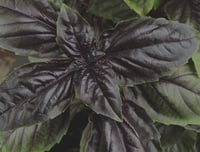 Image 3 of May Day Perfume (Tomato Leaf, Basil, Birch, Linden)