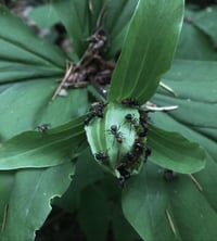Image 2 of May Day Perfume (Tomato Leaf, Basil, Birch, Linden)