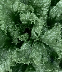 Image 4 of May Day Perfume (Tomato Leaf, Basil, Birch, Linden)