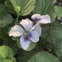 Image 5 of May Day Perfume (Tomato Leaf, Basil, Birch, Linden)