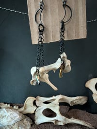 Image 3 of Nocturnal 