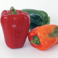 Ace Bell Pepper