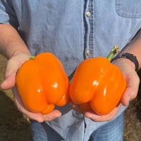 Orange Bell Pepper
