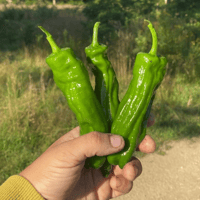 Shishito - Mellow Star