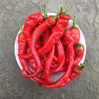 Jimmy Nardello - Sweet Italian Frying Pepper