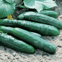 Marketmore 76 - Slicer