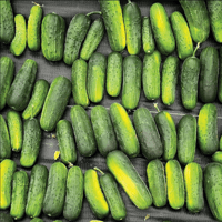 **NEW** Super Max - Pickler