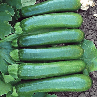 Zucchini - Green Machine
