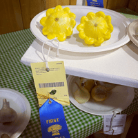 Patty Pan Squash - Pattisson Golden Marbre Scallop