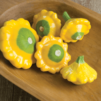 Patty Pan Squash - Y-Star