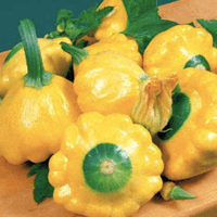 Patty Pan Squash - Sunburst