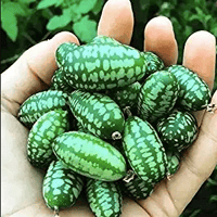 Cucamelons - 4 for $10