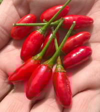 Tabasco - Hot Pepper