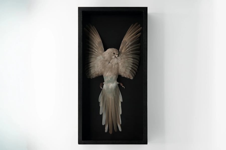 Image of Kākāriki Study Skin