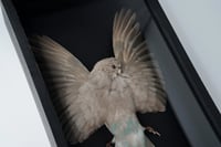 Image 5 of Kākāriki Study Skin