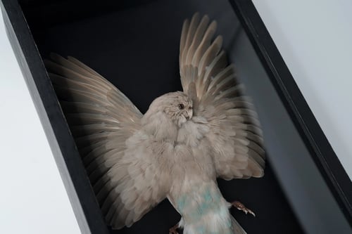 Image of Kākāriki Study Skin