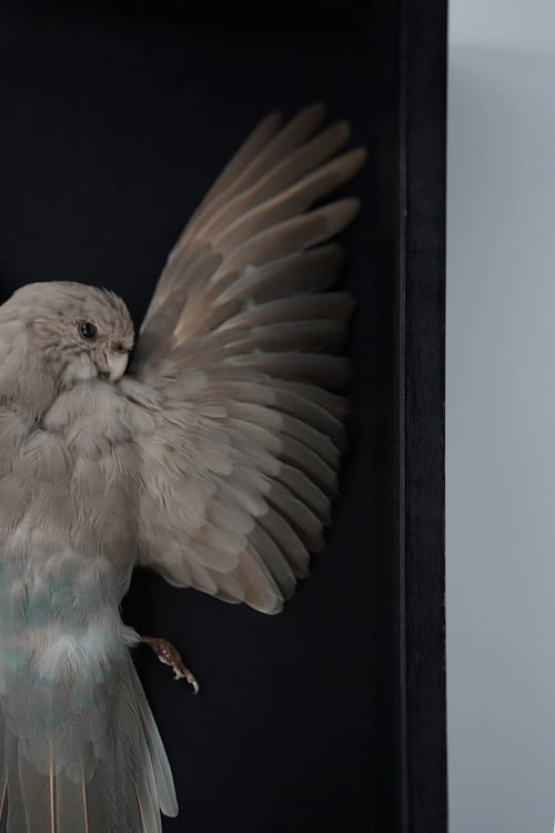 Image of Kākāriki Study Skin