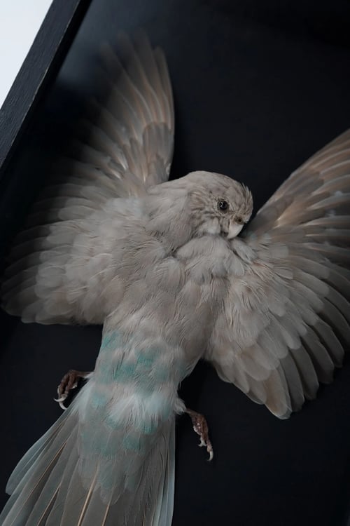 Image of Kākāriki Study Skin