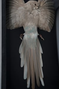 Image 4 of Kākāriki Study Skin