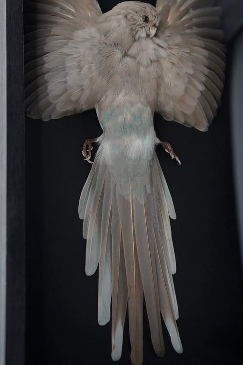 Image of Kākāriki Study Skin