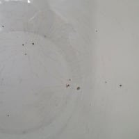 Image 6 of Stunning Large White Soupière With Subtle Wear