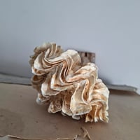 Image 2 of Stunning Littlle Antique Double Clam Shell