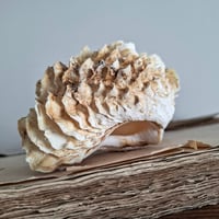 Image 3 of Stunning Littlle Antique Double Clam Shell