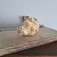 Image 1 of Stunning Littlle Antique Double Clam Shell