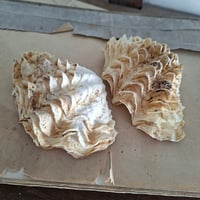 Image 4 of Stunning Littlle Antique Double Clam Shell