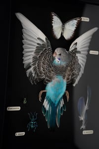 Image 3 of Budgerigar Coloration Study