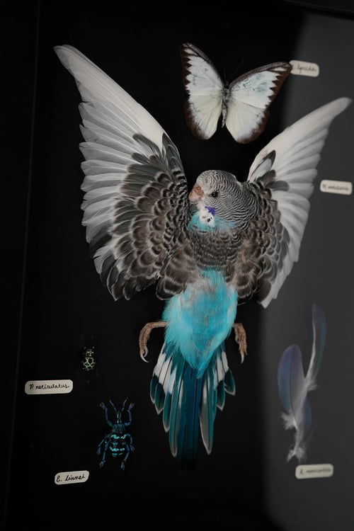 Image of Budgerigar Coloration Study