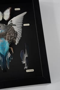 Image 4 of Budgerigar Coloration Study