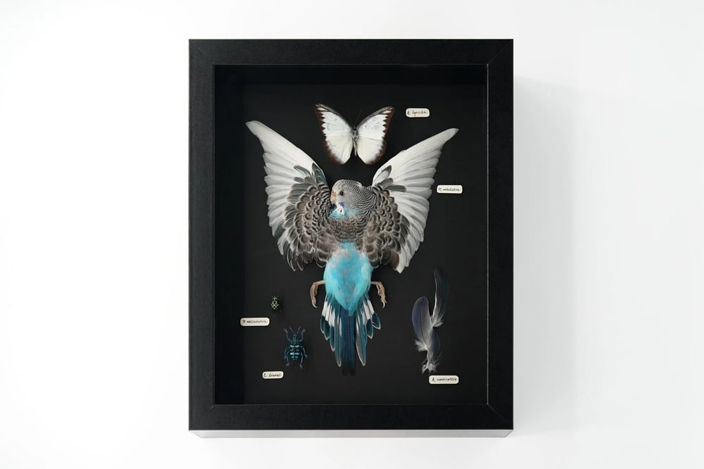 Image of Budgerigar Coloration Study