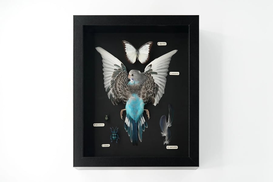 Image of Budgerigar Coloration Study