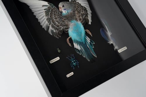 Image of Budgerigar Coloration Study